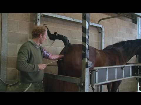 Artificial Insemination of a Mare - Instructional Video