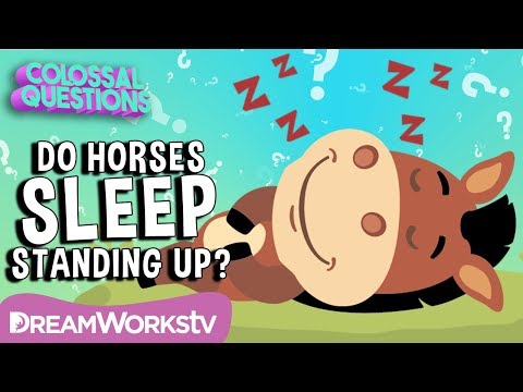 Why Do Horses Sleep Standing Up? | Spirit Riding Free presents COLOSSAL QUESTIONS