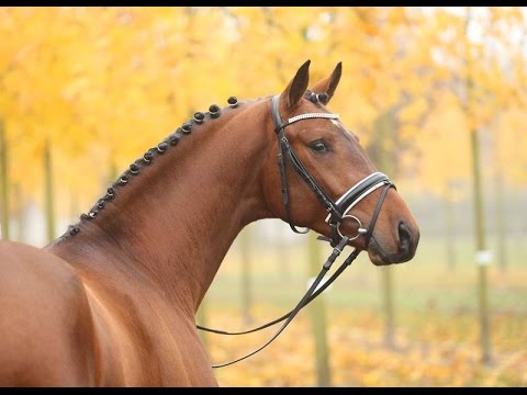 Amazing Horse - Hanoverian Horse