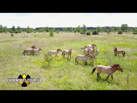 WILD HORSES in the CHERNOBYL ZONE