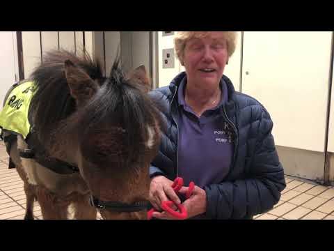 Digby the guide horse visits Metro