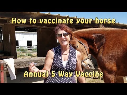 How to vaccinate your horse - 5 Way Vaccination