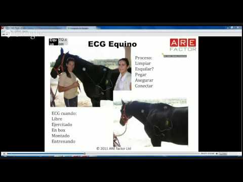 Perfiles de Temperamento en los caballos