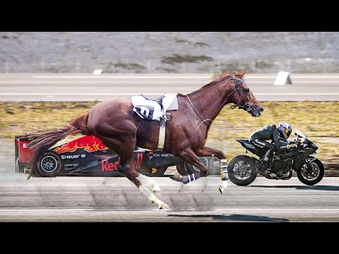 Top 10 Fastest Horse Breeds in the World
