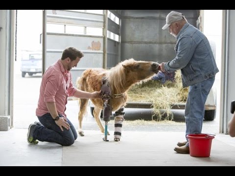 Mini Horse Overcomes the Odds With Help From Plastic Prosthesis