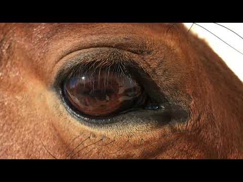 Episodio #5 El sentido de la vista del caballo 1 - comprender la mente del caballo