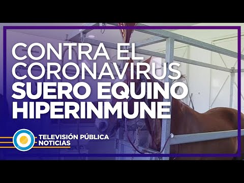Suero equino hiperinmune: un avance argentino contra el COVID-19