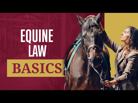 What Is Equine Law? | An Introduction To Horse Law