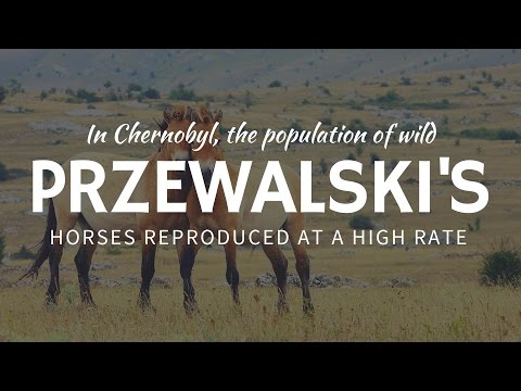 CHERNOBYL animals: how Przewalski’s horses reproduce in the exclusion zone