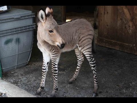Ippo the Zonkey: The Only Zonkey in Italy