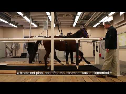 Purdue College of Veterinary Medicine treats show pony for equine asthma