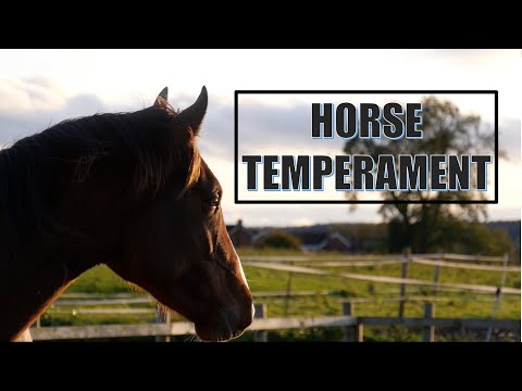 Horses Temperament