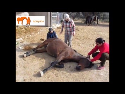 Reiki para aliviar dolor de cólico en caballo