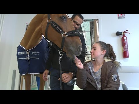 Hôpital : un cheval au chevet des patients - Le Magazine de la santé