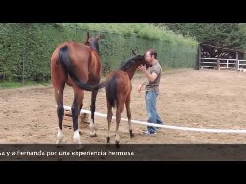 Terapia asistida con caballos