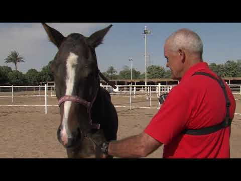 Video 2: Gaining a Traumatized Horse&#039;s Trust - Using The Rope Method