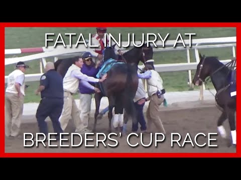 Exclusive Video: Fatal Injury of Mongolian Groom at Breeders’ Cup Race