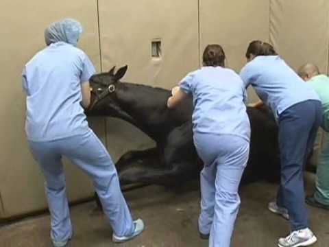 Anesthetizing the Horse