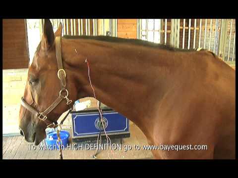 How to help your horse with acupuncture