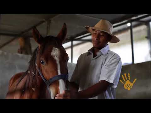 El caballo, un animal sensible.