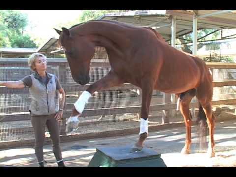 Lukas - The World&#039;s Smartest Horse - 2009 Update Part 3 of 5