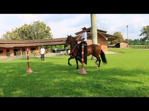 Colombian Creole Horses - Criadero Providencia Horse Ranch