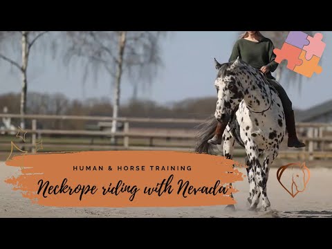 Join my special journey of learning to ride with neckrope with Nevada ✨ | Human &amp; Horse Academy