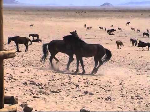 caballos salvajes en el Desierto Namid