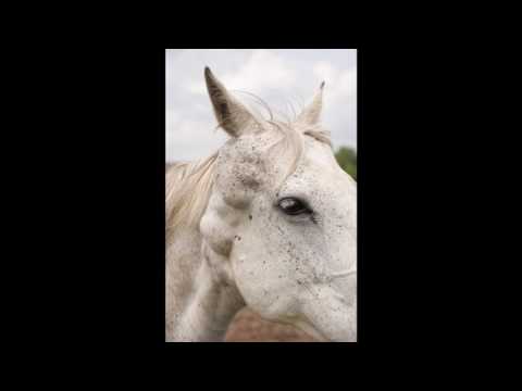 [Wikipedia] Equine Melanoma