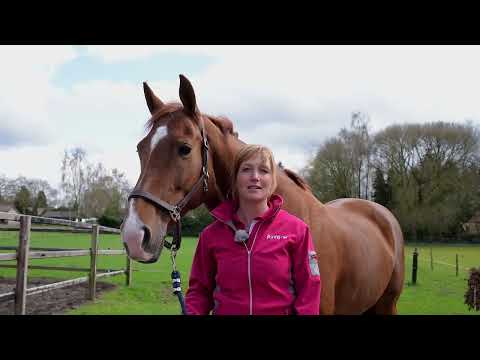 How much water does your horse need?