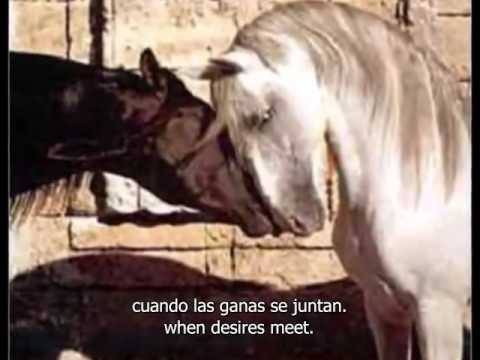 Caballo Viejo - Simon Diaz with English subtitle