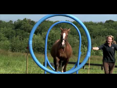 Horse Agility: A step-by-step Introduction to the Sport Official Trailer
