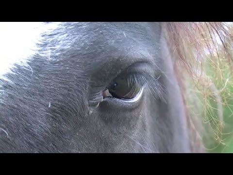 Horses and humans use similar facial expressions to communicate