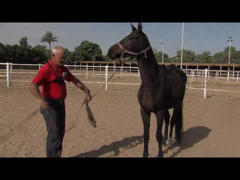Video 1: Gaining a Traumatized Horse&#039;s Trust - The Assessment