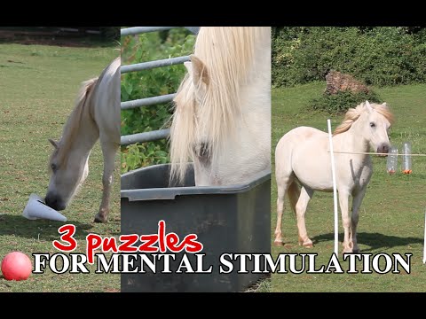 3 puzzles to mentally stimulate your horse