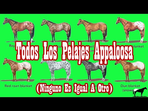Pelajes Appaloosa (Oficiales en el ApHC)🐴-Del Cerro Soy