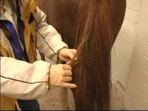 How to Care for Horses : How to Groom a Horse&#039;s Tail