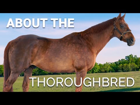 About the Thoroughbred | Horse Breeds
