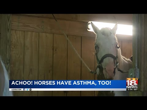 Achoo! Horses Have Asthma, Too!