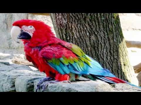 Wildlife of Venezuela (HD1080p)