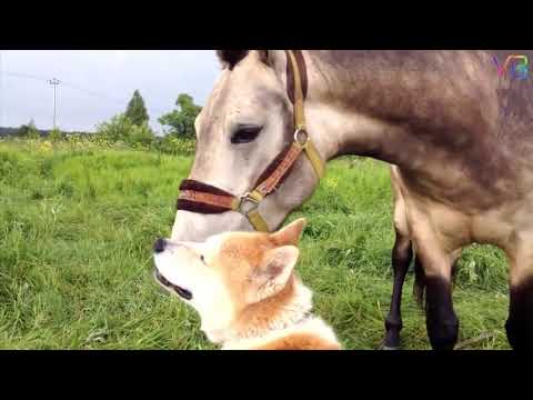 Perros y caballos la mejor amistad Video HD.