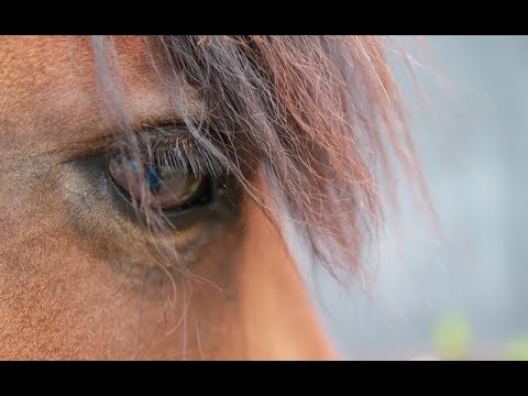 Do Horses&#039; Eyes Reveal Their Stress?