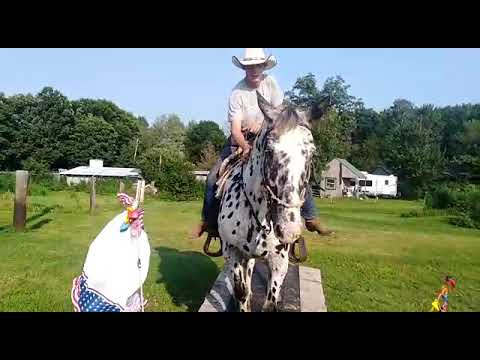 Beautiful Leopard Appaloosa gelding.
