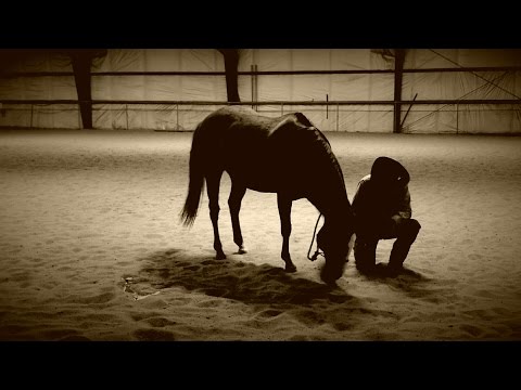 Alternative PTSD Therapies: Equine Therapy