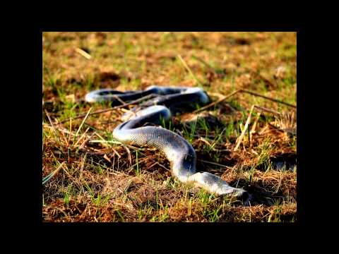 Wildlife watching in Los Llanos, Venezuela