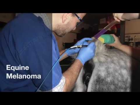 Equine Melanoma