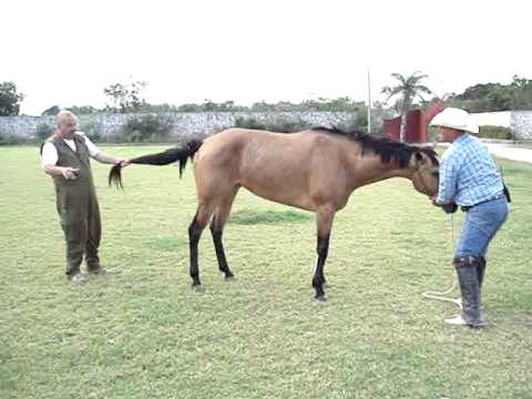 anestesia de caballo en campo