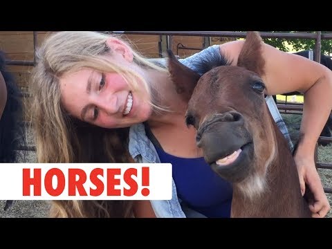 Horses! | The Pet Collective