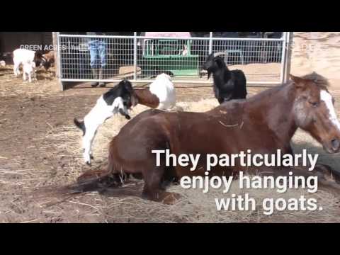 Goats love riding on horses