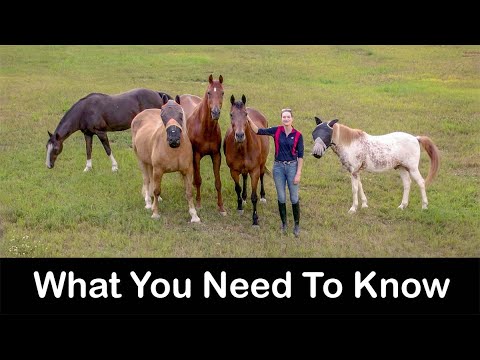 Horse Care For Beginners